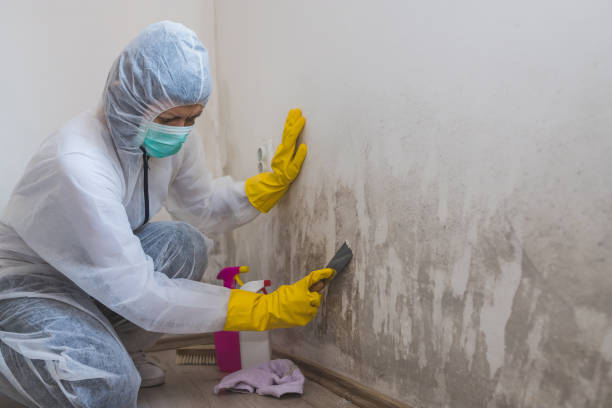 Best Mold Removal Near Me  in Mount Gay Shamrock, WV