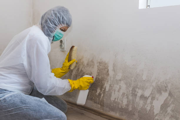 Best Local Mold Removal Service  in Mount Gay Shamrock, WV