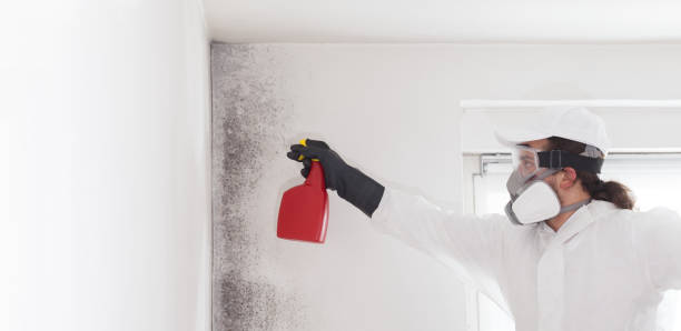 Best Mold Removal Company Near Me  in Mount Gay Shamrock, WV