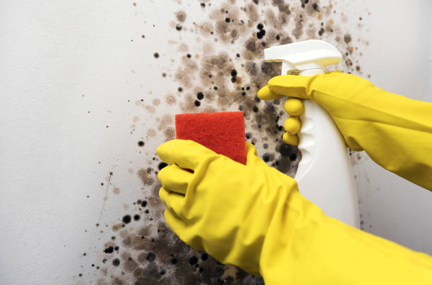 Best Same-Day Mold Removal  in Mount Gay Shamrock, WV