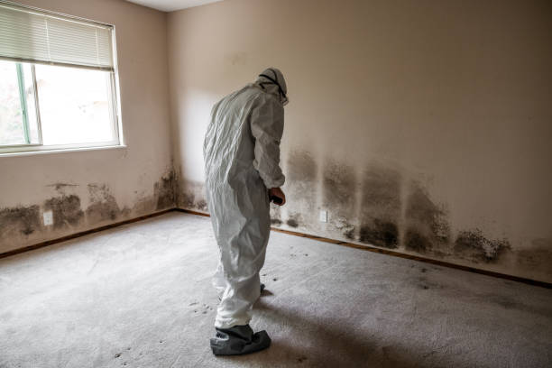 Best Black Mold Removal  in Mount Gay Shamrock, WV