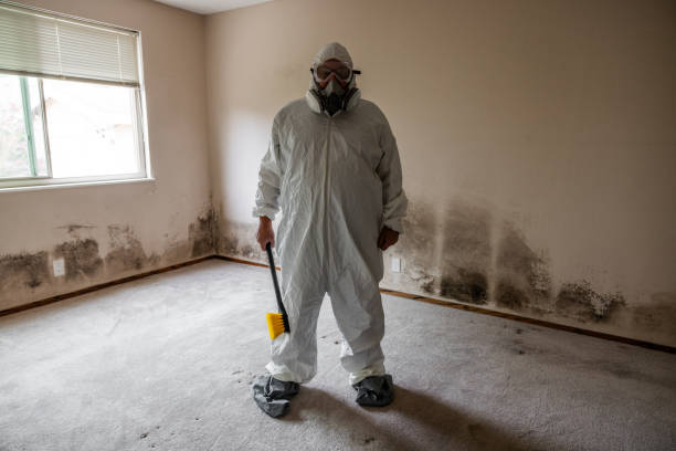 Best Attic Mold Removal  in Mount Gay Shamrock, WV