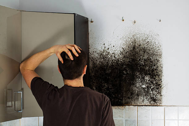 Best Water Damage Restoration  in Mount Gay Shamrock, WV