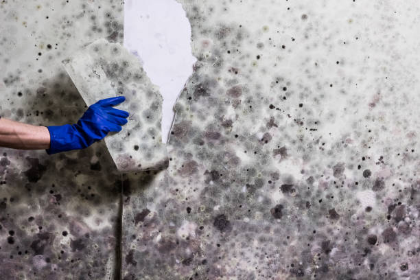 Best Commercial Mold Removal  in Mount Gay Shamrock, WV